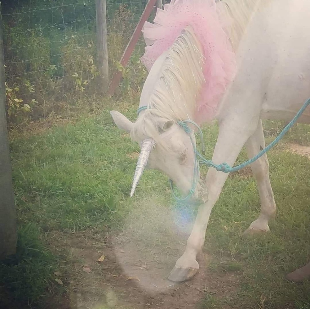 I'm a Fairy Godmother & I Ride A Unicorn!